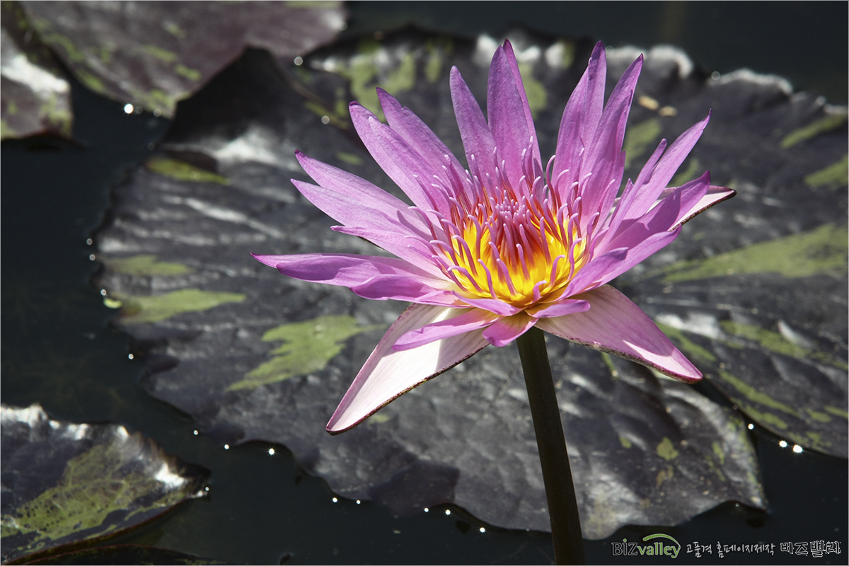 We are bizvalley web agency