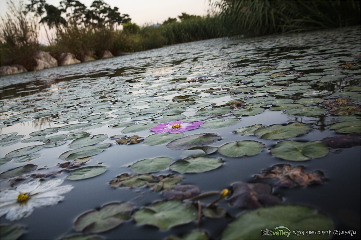 We are Web program production company