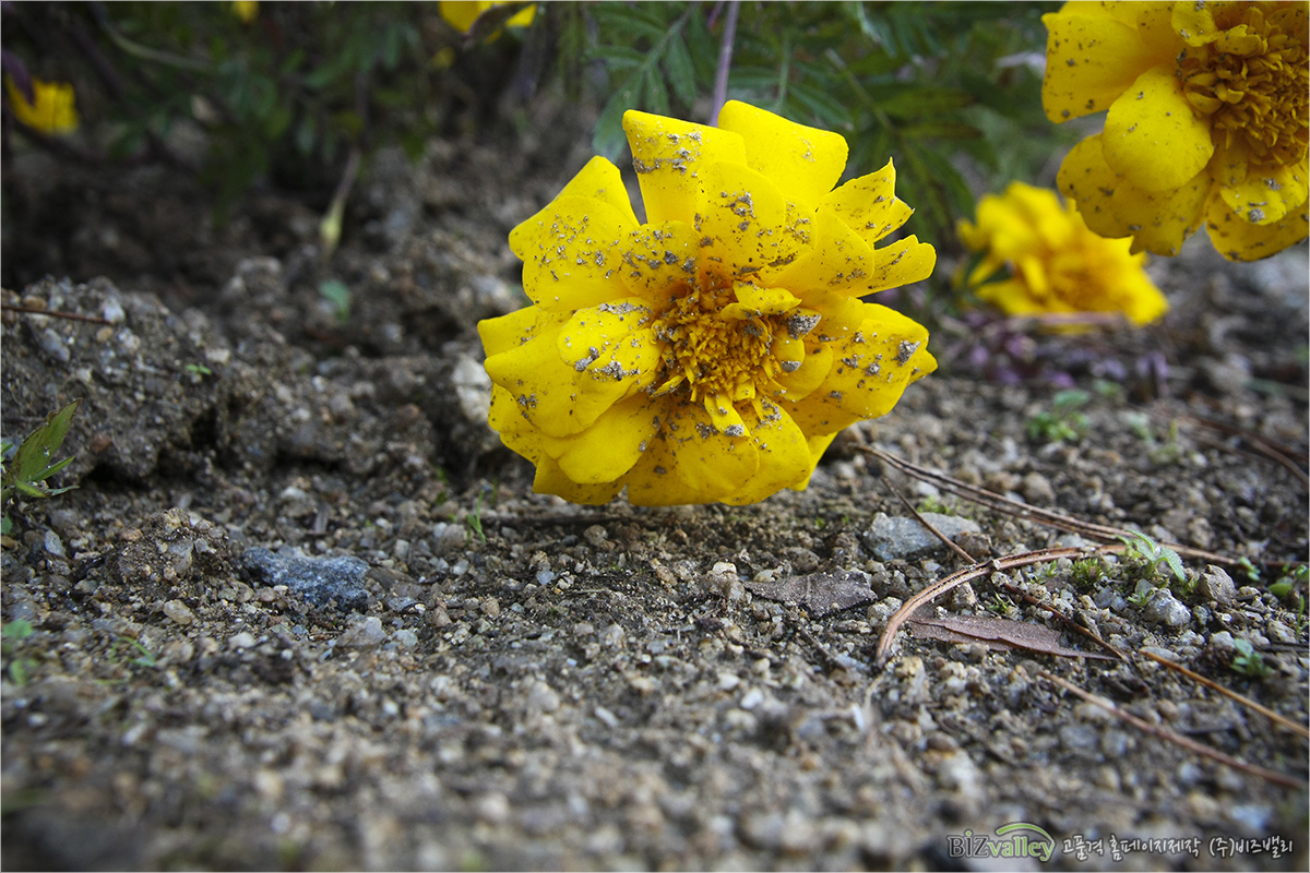 Welcome to bizvalley!