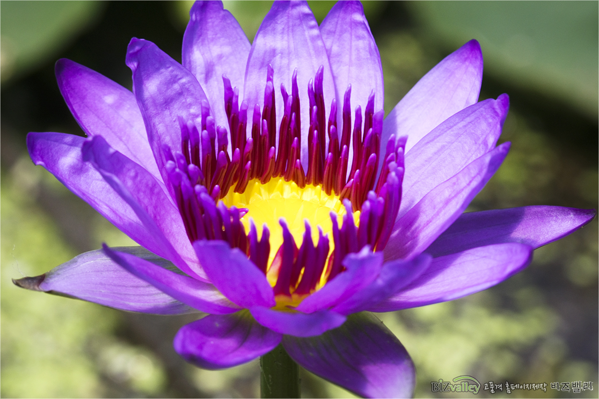 We are Web program production company