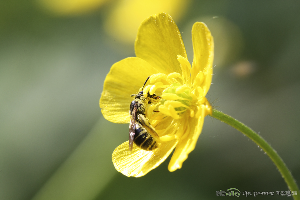 We are bizvalley web agency