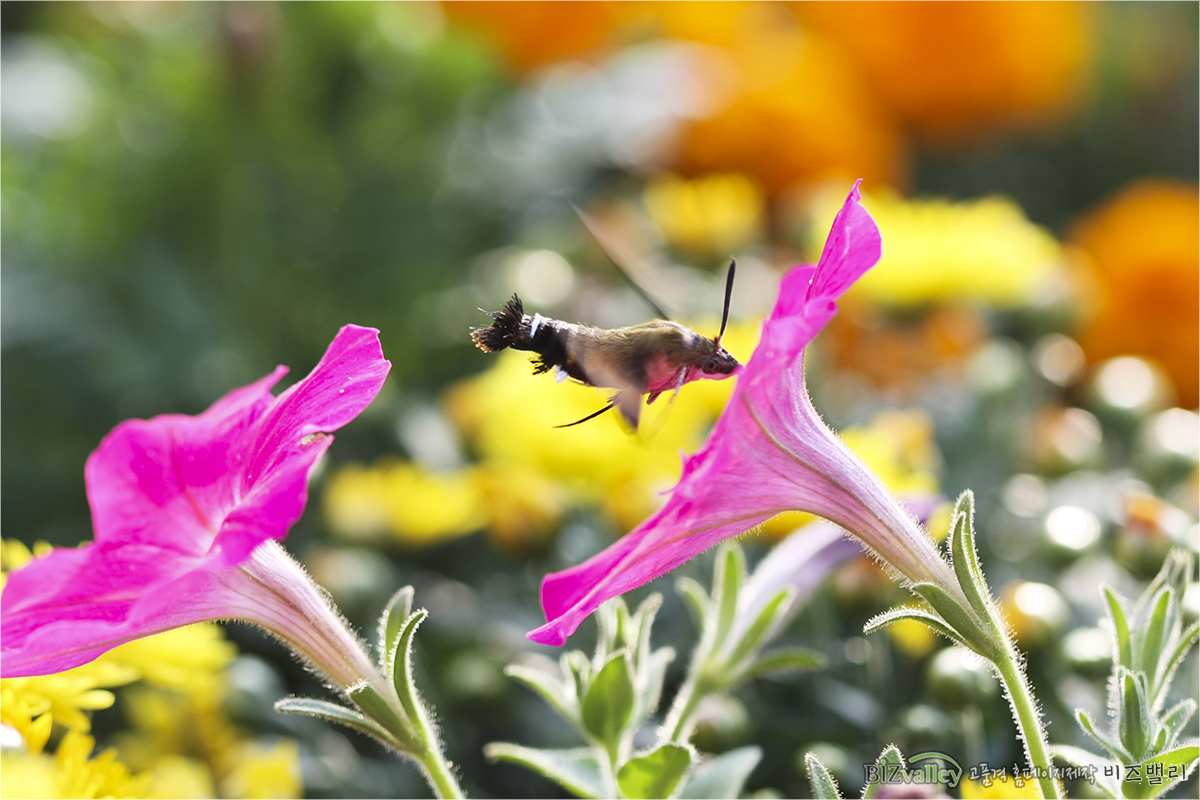 We are bizvalley web agency