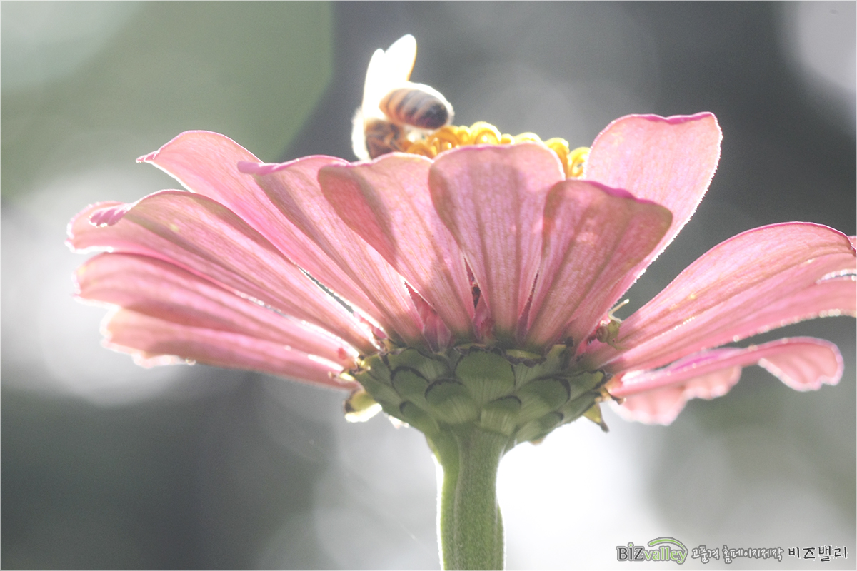 We are bizvalley web agency