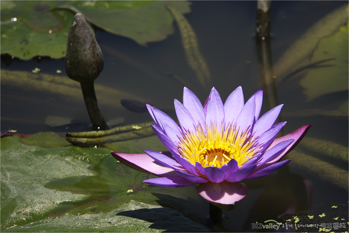 We are bizvalley web agency