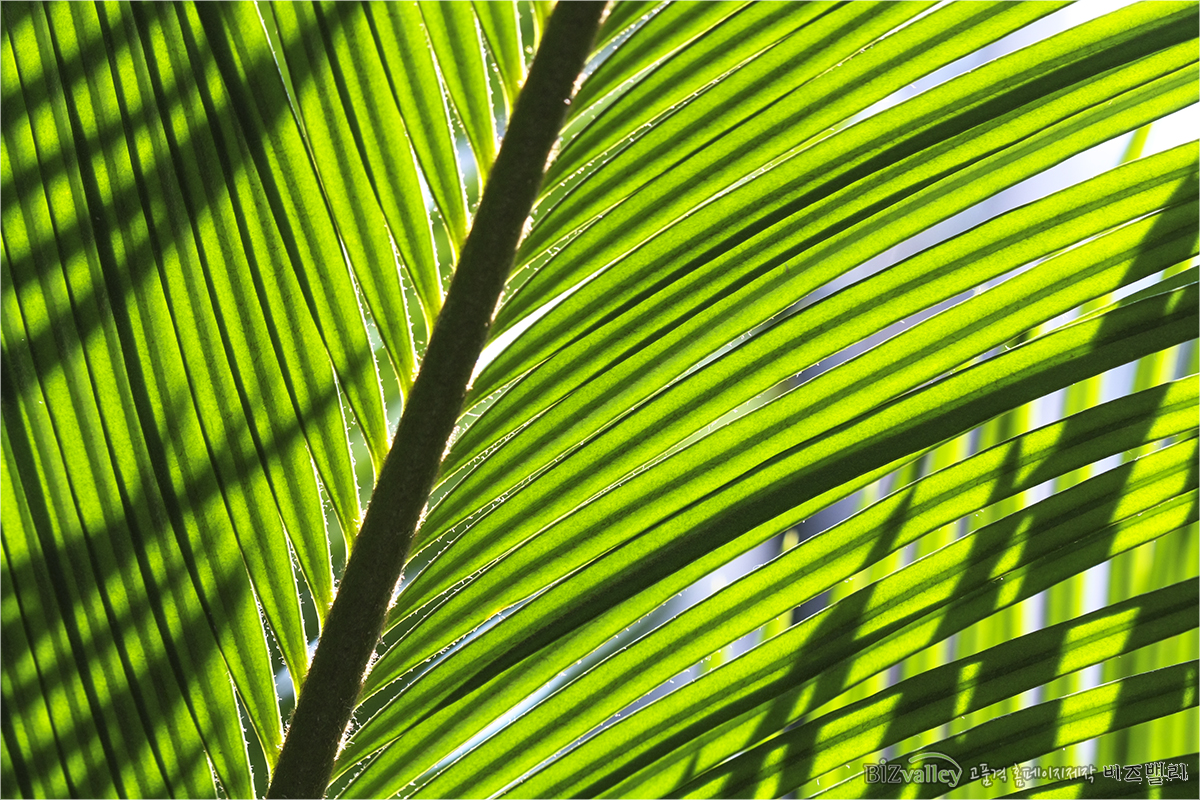 We are bizvalley web agency