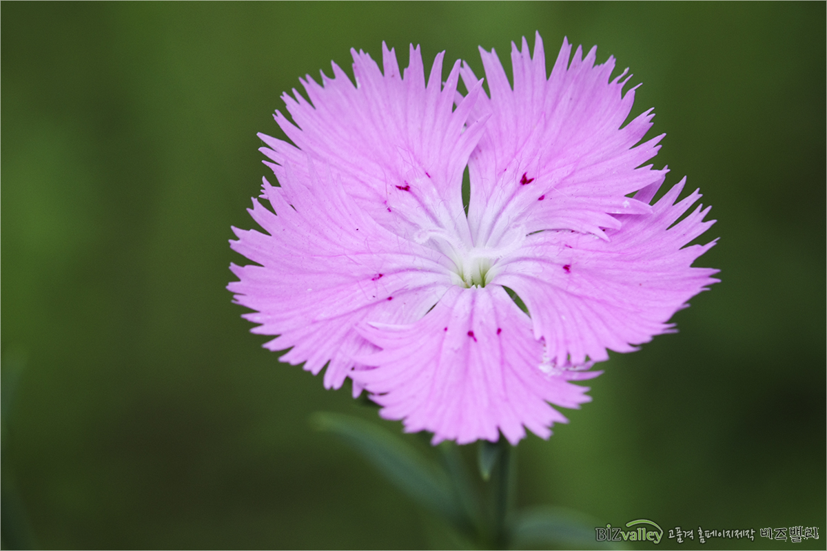 We are bizvalley web agency