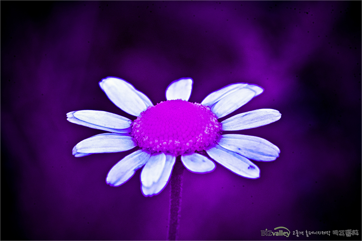 We are Web program production company