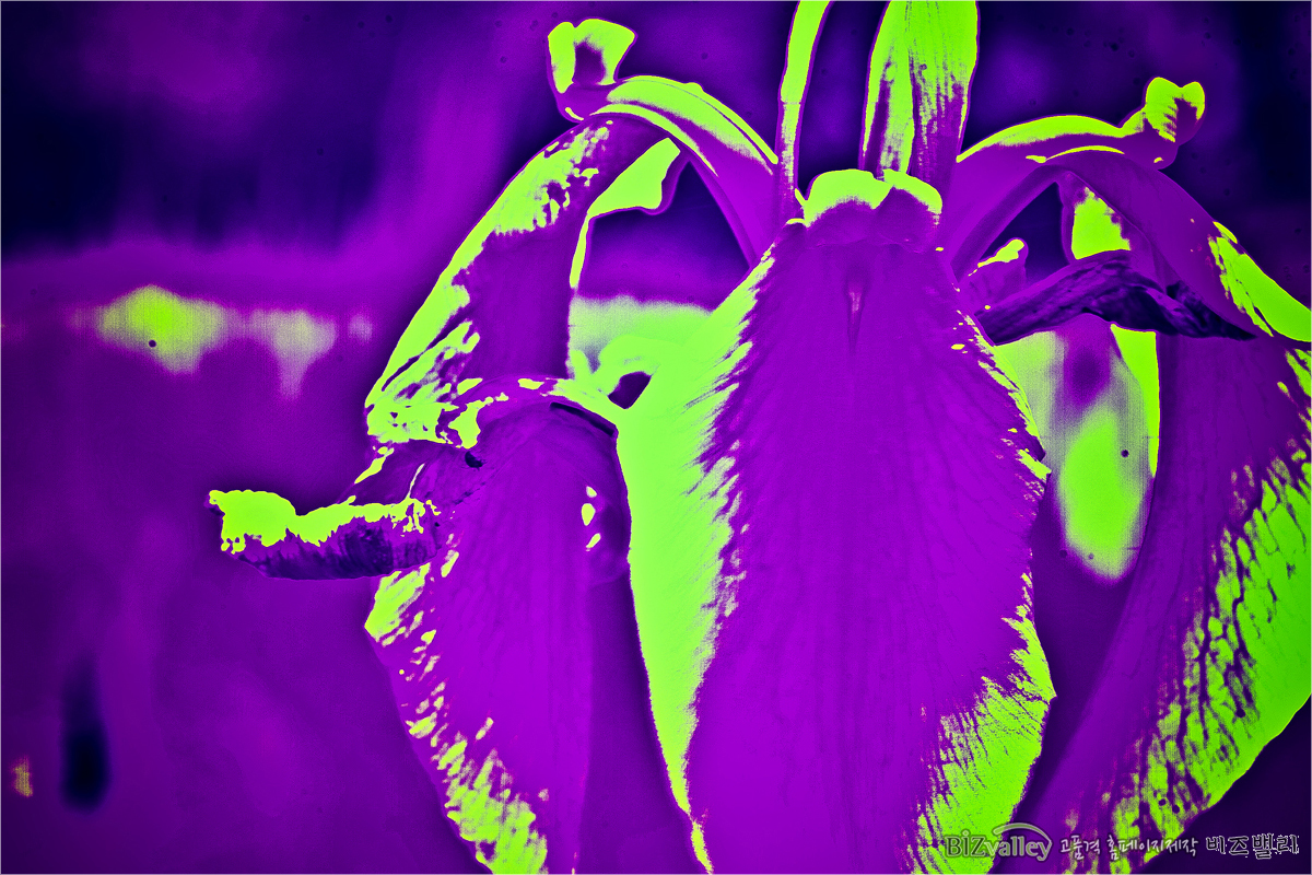 We are Web program production company