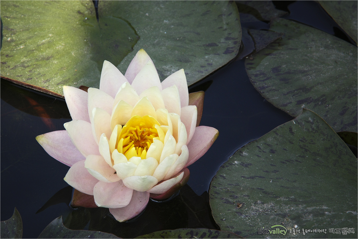 Welcome to bizvalley!