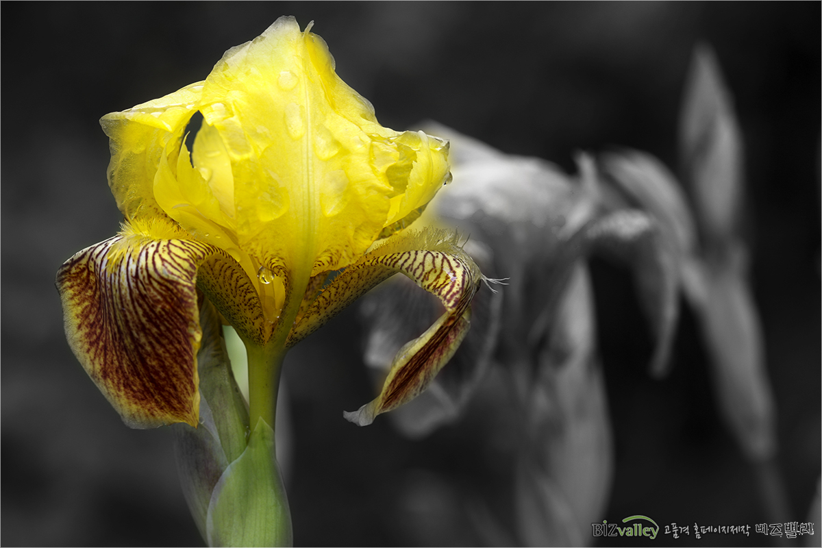 Welcome to bizvalley!