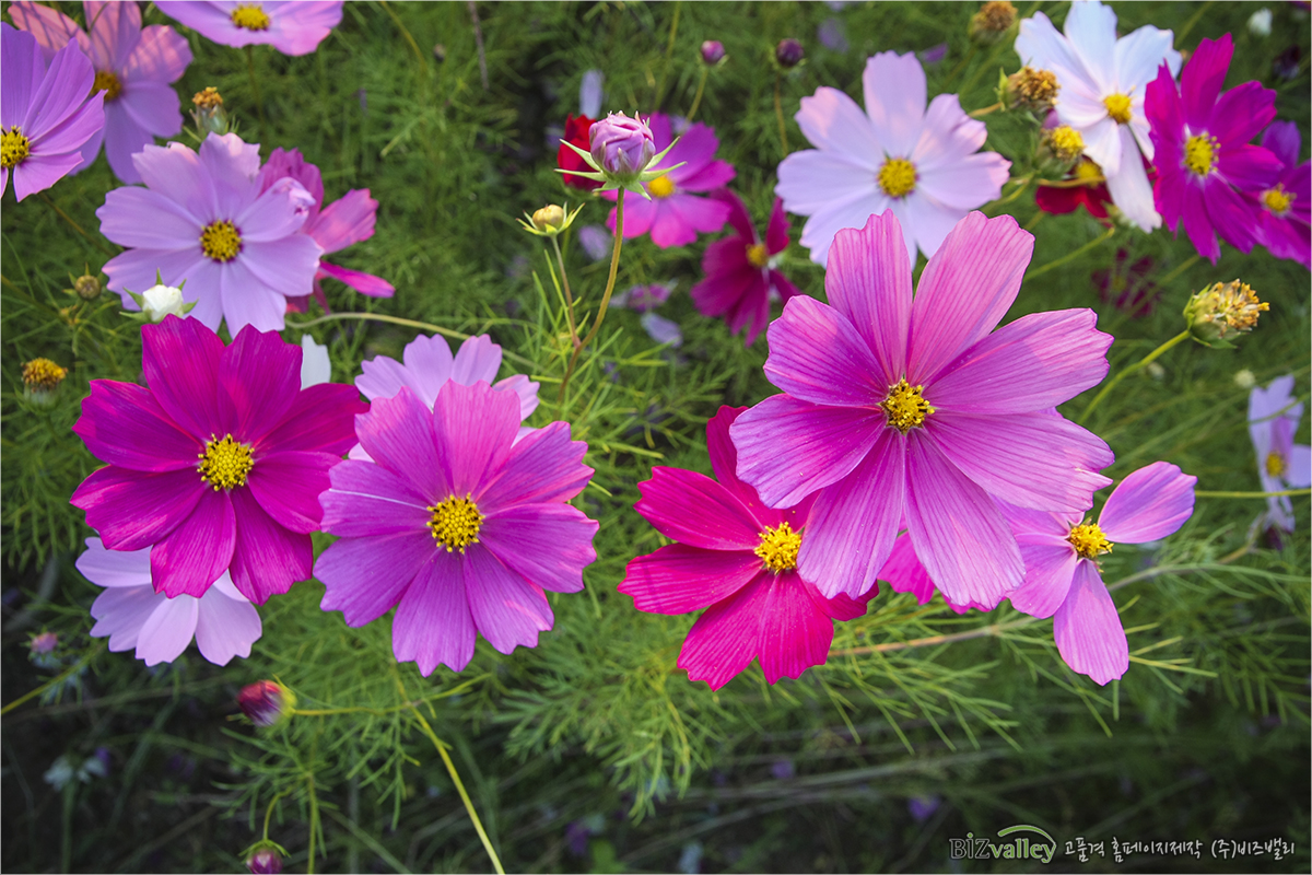 We are Web program production company