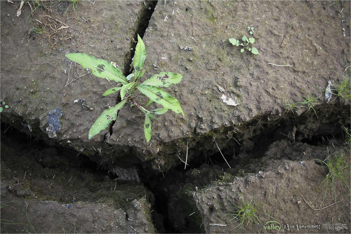 Homepage production specializing company